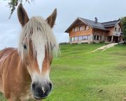 Mountain horse grazing beside Tschafon Hut in the Dolomites.