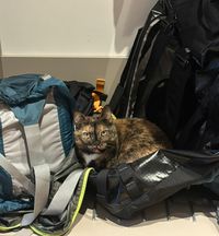 Chirpy the cat guarding the nine packed bags