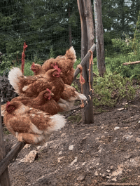 Free-range chickens wandering the Tschafon Hut farmyard