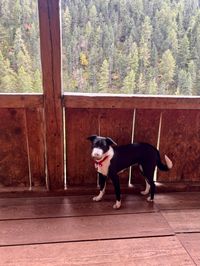 Farm dog guarding Sesselschwaige hut terrace