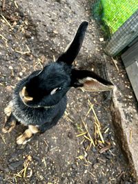Mr. Bunny, proud dad of the baby bunnies at Tschafon Hut