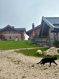 Cat passing near the volleyball court at Tschafon Hut