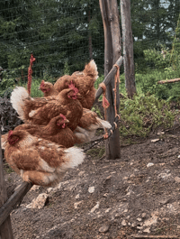 Free-range chickens wandering the Tschafon Hut farmyard.