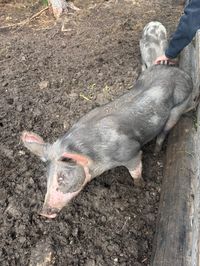 Molly the resident pig at Tschafon Hut.