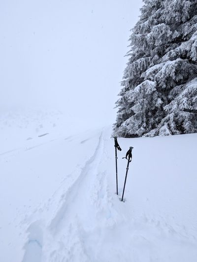 Tree-lined powder run near Pozza showing where the snow collects