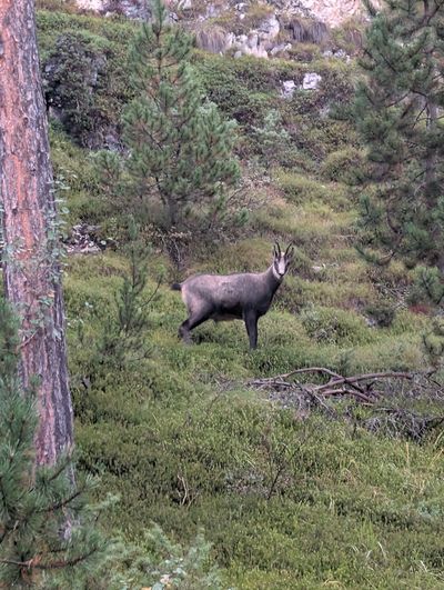 Mountain goat evading contact on the slopes above Tires