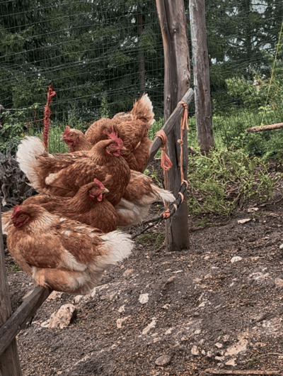 Free-range chickens wandering the Tschafon Hut farmyard.