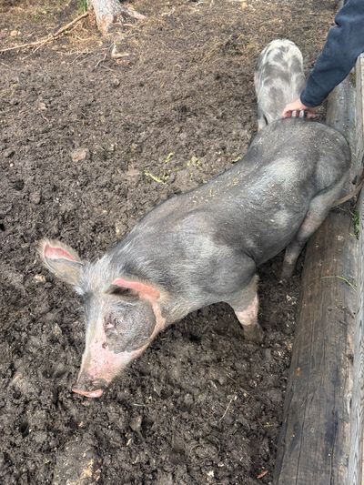 Molly the resident pig at Tschafon Hut.