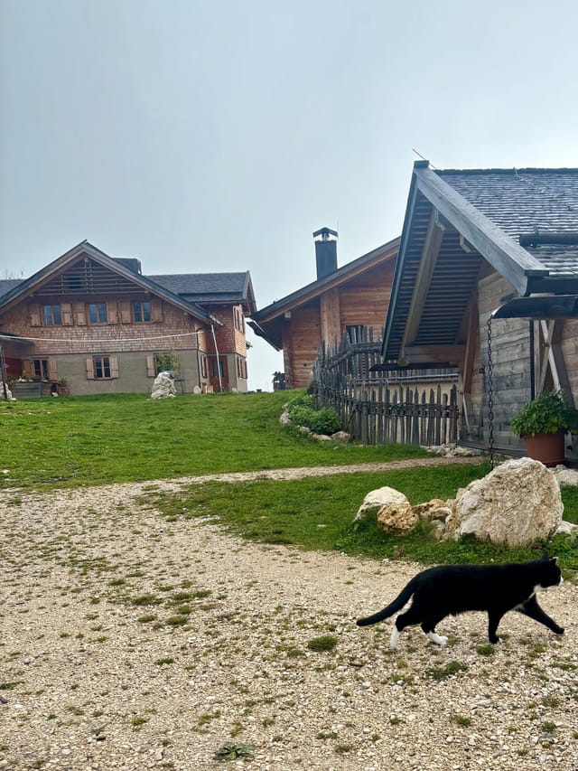 Cat passing near the volleyball court at Tschafon Hut