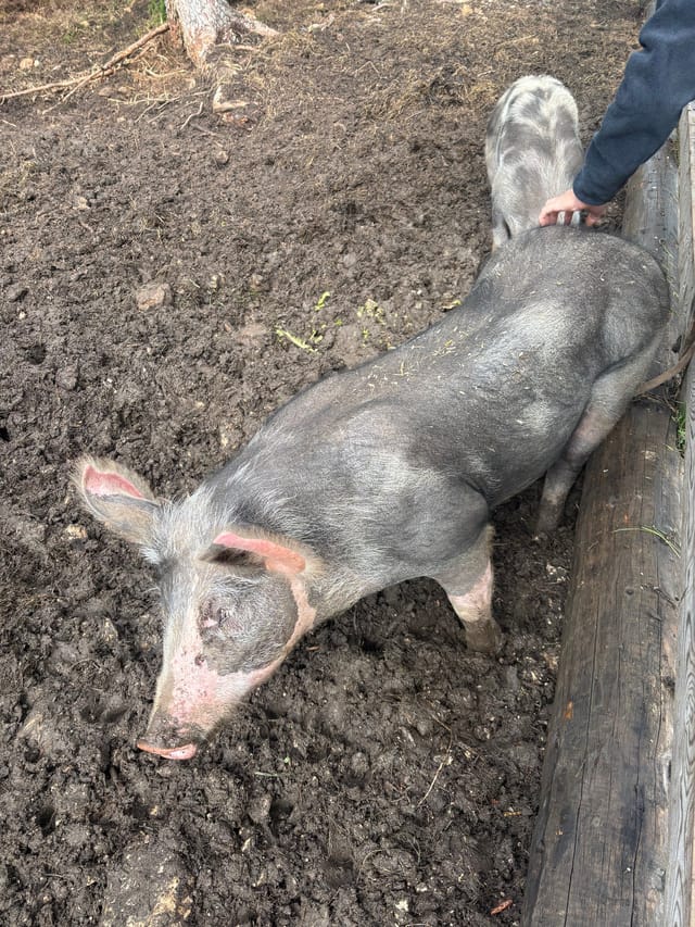 Molly the resident pig at Tschafon Hut