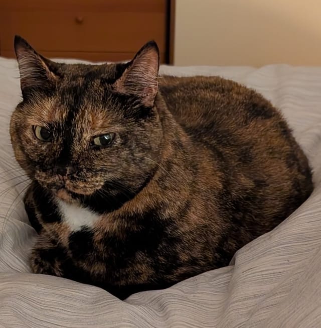 Chirpy the cat